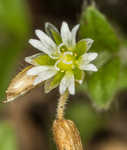 Fivestamen chickweed